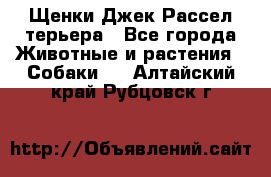 Щенки Джек Рассел терьера - Все города Животные и растения » Собаки   . Алтайский край,Рубцовск г.